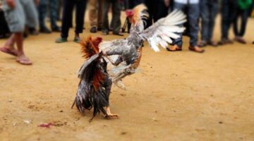 Polisi Razia Arena Sabung Ayam di Karawang, Lokasi Sudah Kosong Saat Didatangi